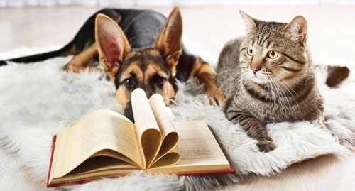 Dog and cat with a book